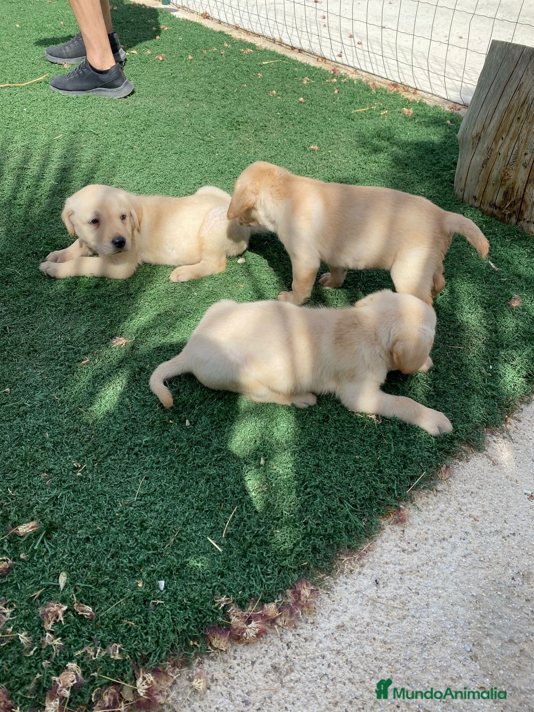 Labrador Retriever perros en venta: CAMADA LABRADORES - Imagen 3