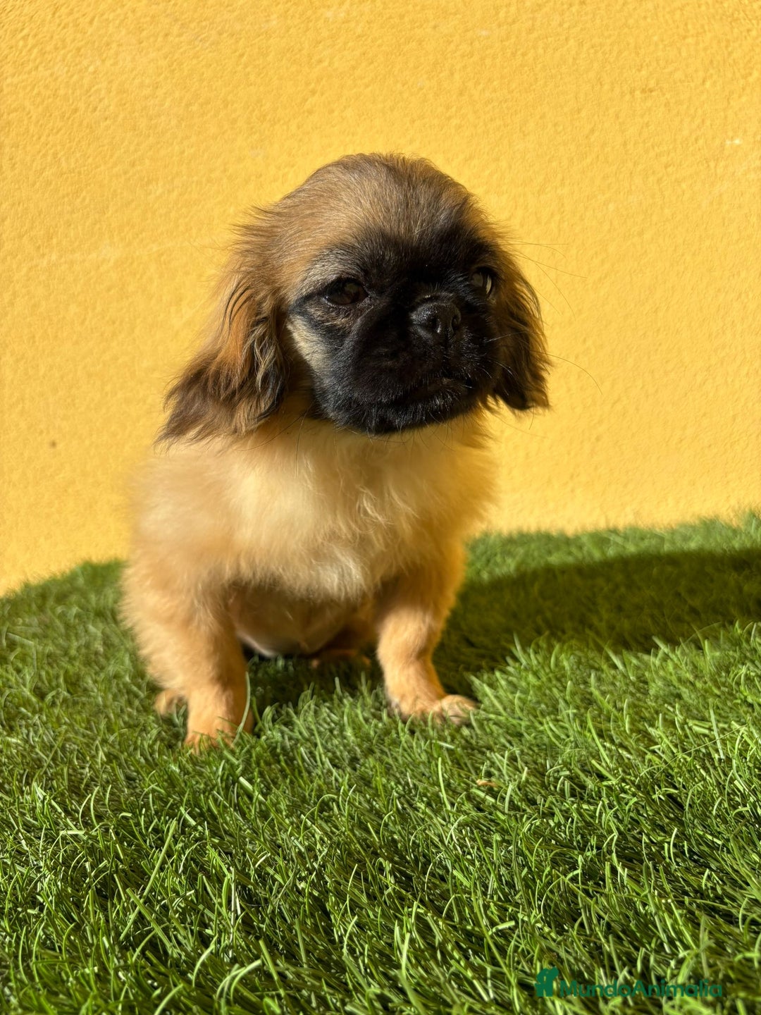 Pekinés perros en venta: hembra de pekines imperial marroncita muy guapa - Imagen 3