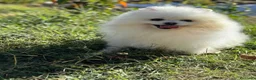 Pomerania perros en venta: Pomeranias varios colores !!!! - Anuncio 5