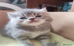 Persa gatos en venta: Persas europeos en Madrid - Imagen 2