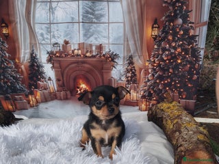 Chihuahua perros Chihuahuas toy cabeza de manzana - Anuncio 3