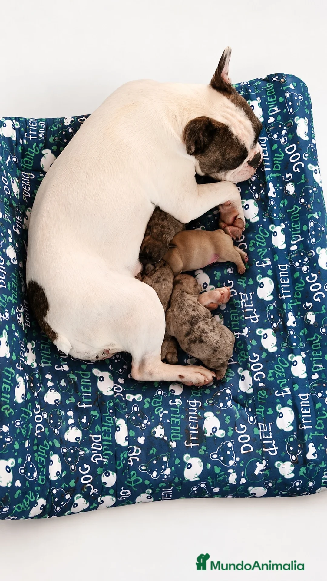 Bulldog Francés perros en venta: ÚLTIMA HEMBRA BULLDOG FRANCÉS EXOTICA - Anuncio 2
