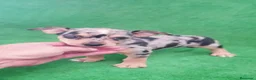 Raza Mixta perros en venta: Mix Chihuahua -Pincher - Anuncio 5