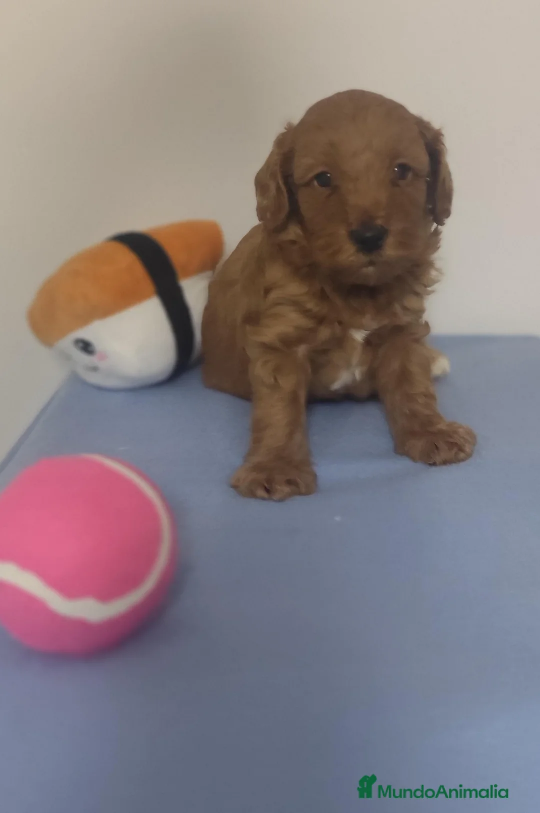Caniche Toy perros en venta: Caniche toy - Anuncio 2