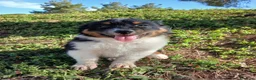 Pastor Australiano perros en venta: PASTOR AUSTRALIANO  - Anuncio 9