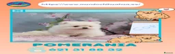 Pomerania perros en venta: Pomerania enano carita de osito - Anuncio 1