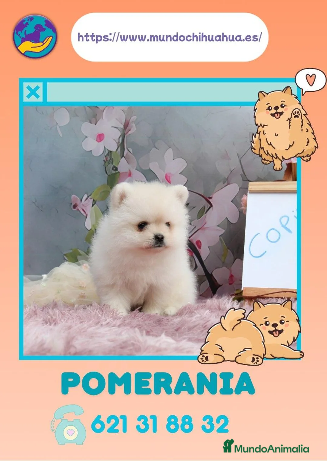 Pomerania perros en venta: Pomerania enano carita de osito - Anuncio 1