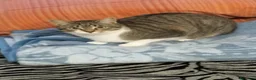 Otras razas gatos en venta: En adopción pareja de gatitos  - Anuncio 2