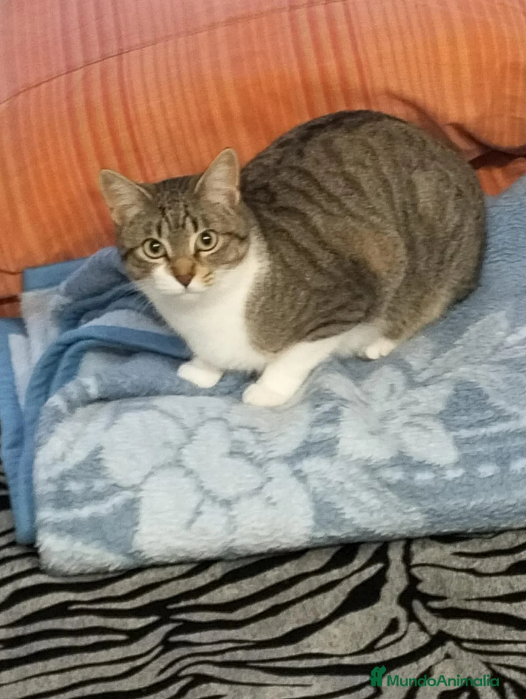 Otras razas gatos en venta: En adopción pareja de gatitos  - Anuncio 2