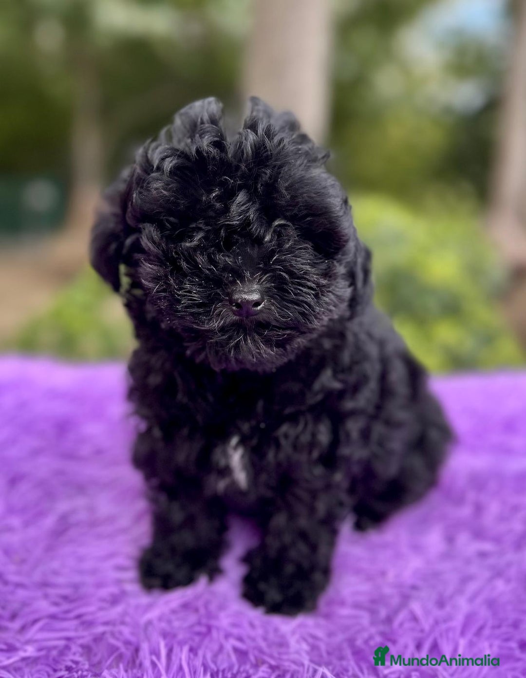 Maltipoo perros en venta: Maltipoo apricot y negro - Anuncio 4