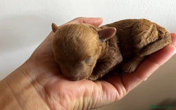 Caniche Toy perros en venta: Caniches tacita de té  - Imagen 3