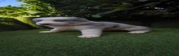 Border Collie perros en venta: border collie blue merle y blanco y negro - Anuncio 7