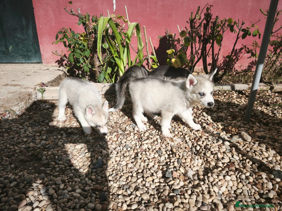 Husky Siberiano perros en venta: Disponibles cachorros de Husky Siberiano  - Imagen 2