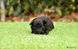 Pastor Alemán perros en venta: Pastor alemán pelo largo color negro disponibles. - Imagen 4