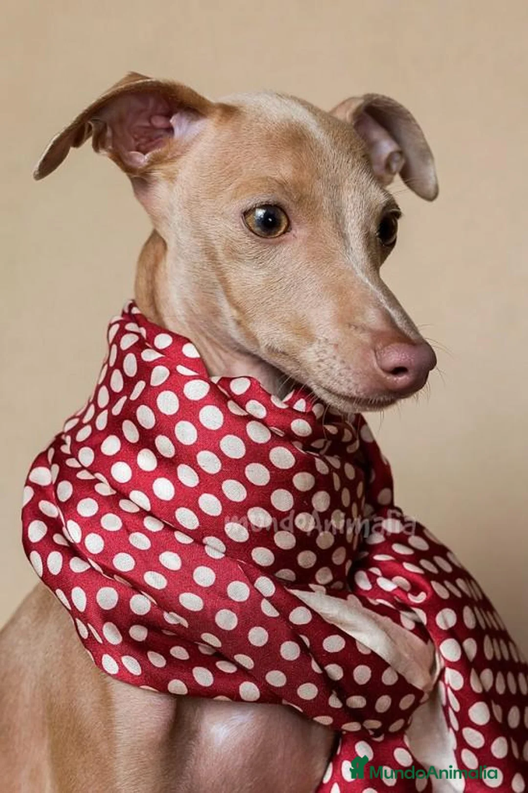 Imagen de galería {{count}}