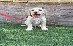 Braco Alemán de Pelo Duro perros en venta: Disponible hembra braco alemán  - Anuncio 3