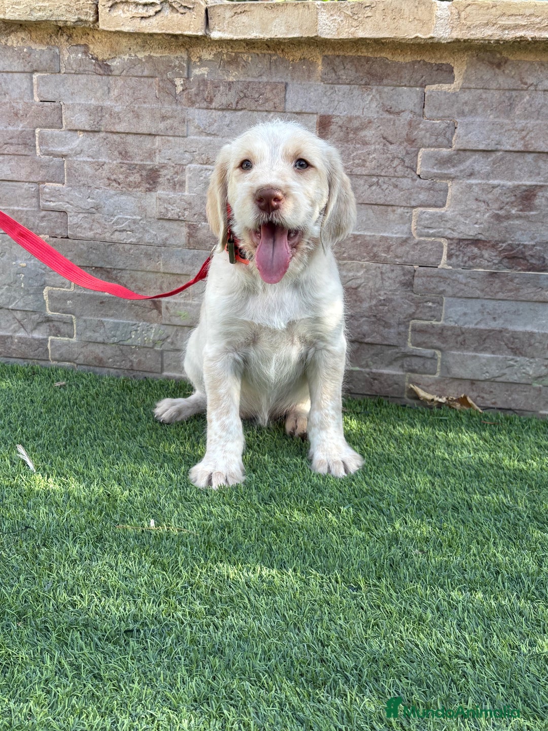 Braco Alemán de Pelo Duro perros en venta: Disponible hembra braco alemán  - Anuncio 3