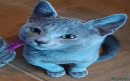 Azul Ruso gatos en venta: Cachorros azul ruso  en Cuenca - Imagen 3