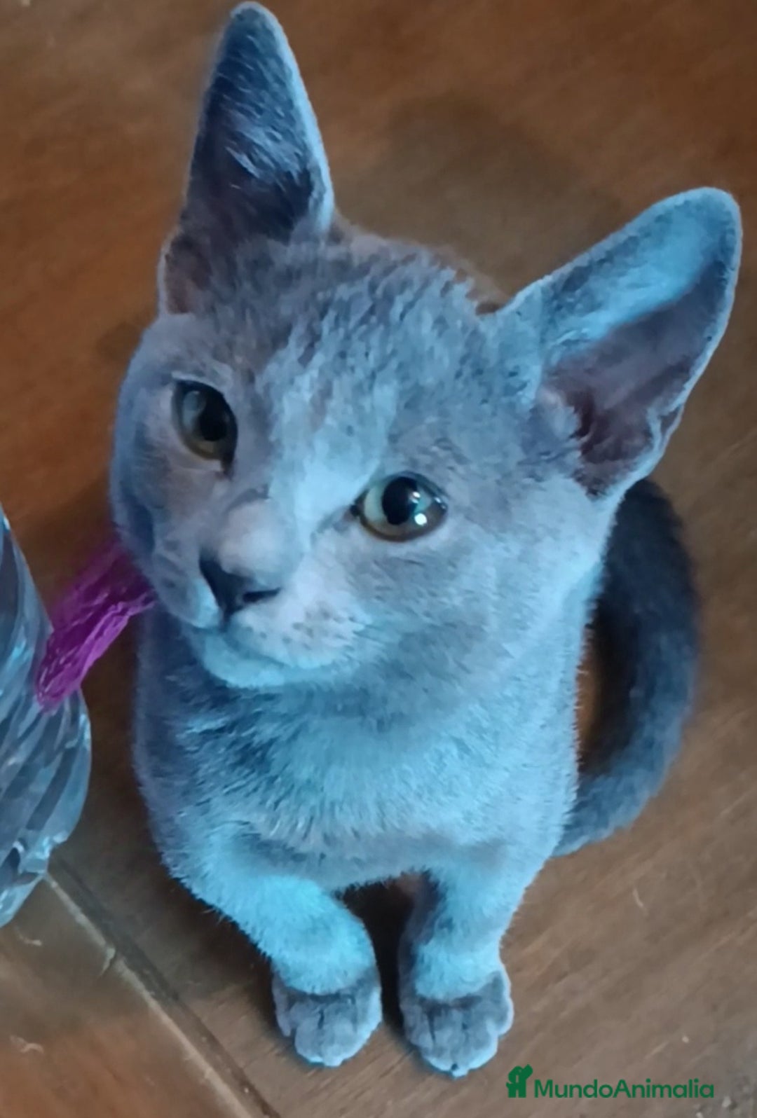 Azul Ruso gatos en venta: Cachorros azul ruso  en Cuenca - Imagen 3