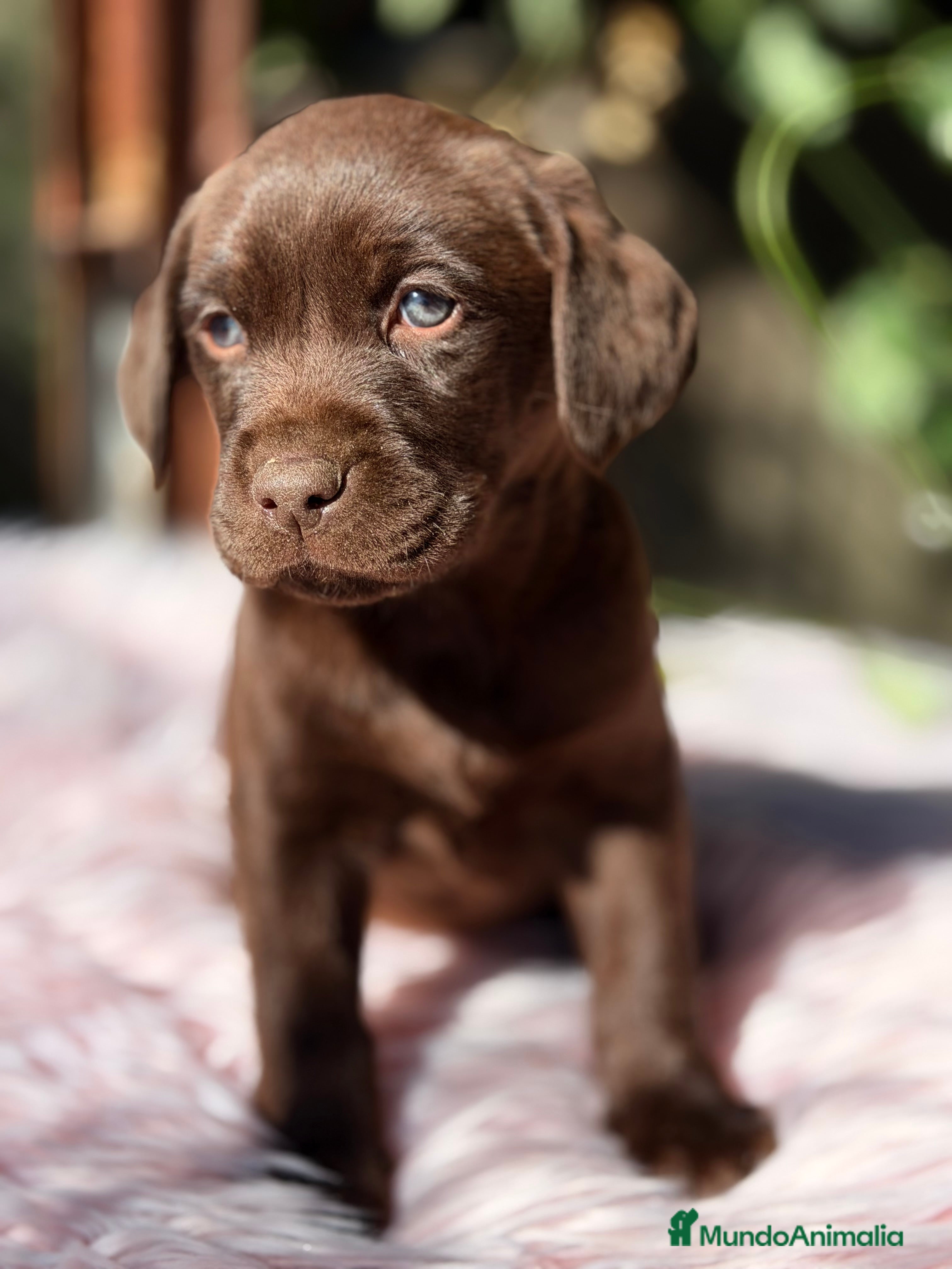 Labrador Retriever perros Labradora chocolate  - Anuncio 3