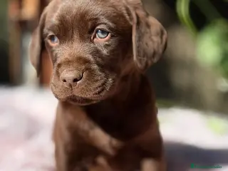 Labrador Retriever perros Labradora chocolate - Anuncio 3