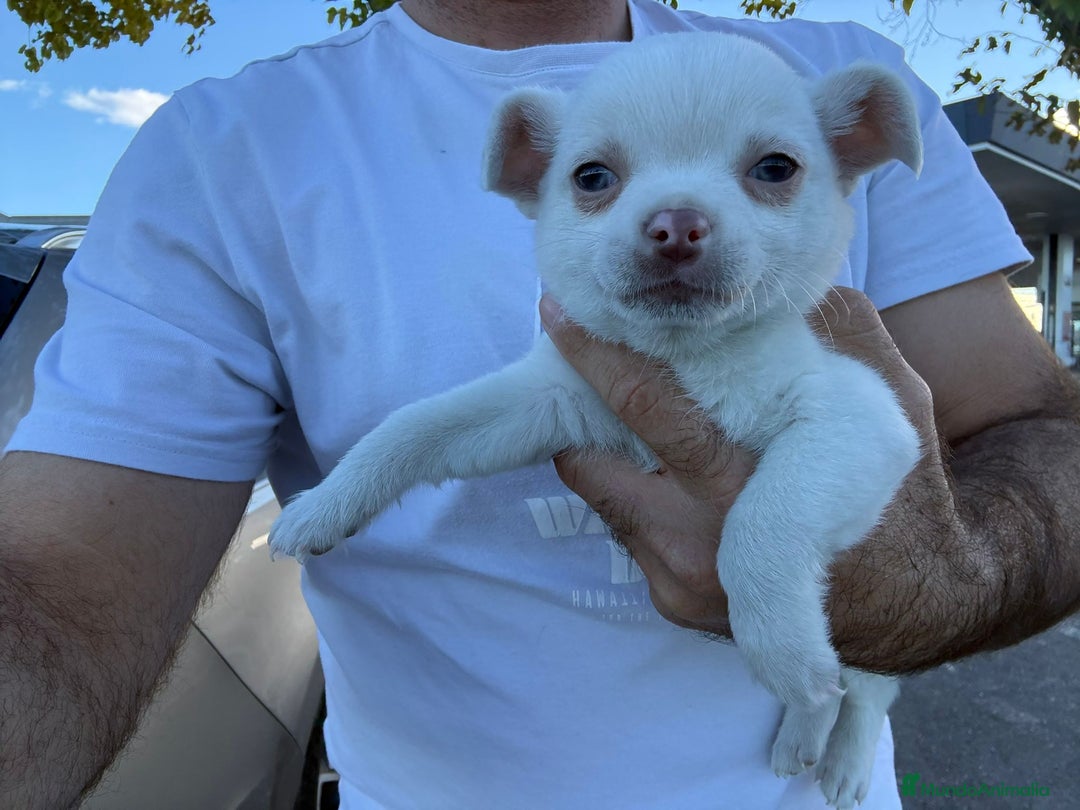Chihuahua perros en venta: Chihuahua toy exclusivo - Anuncio 8