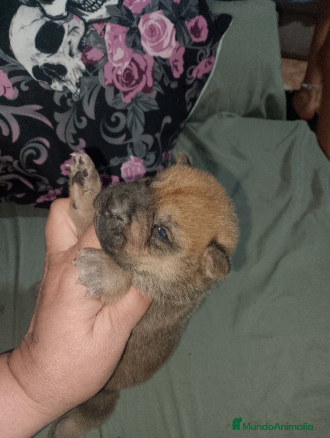 Raza Mixta perros en venta: Cachorros de sharpei con husky Siberiano  - Imagen 1