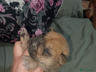 Raza Mixta perros - Anuncio 6