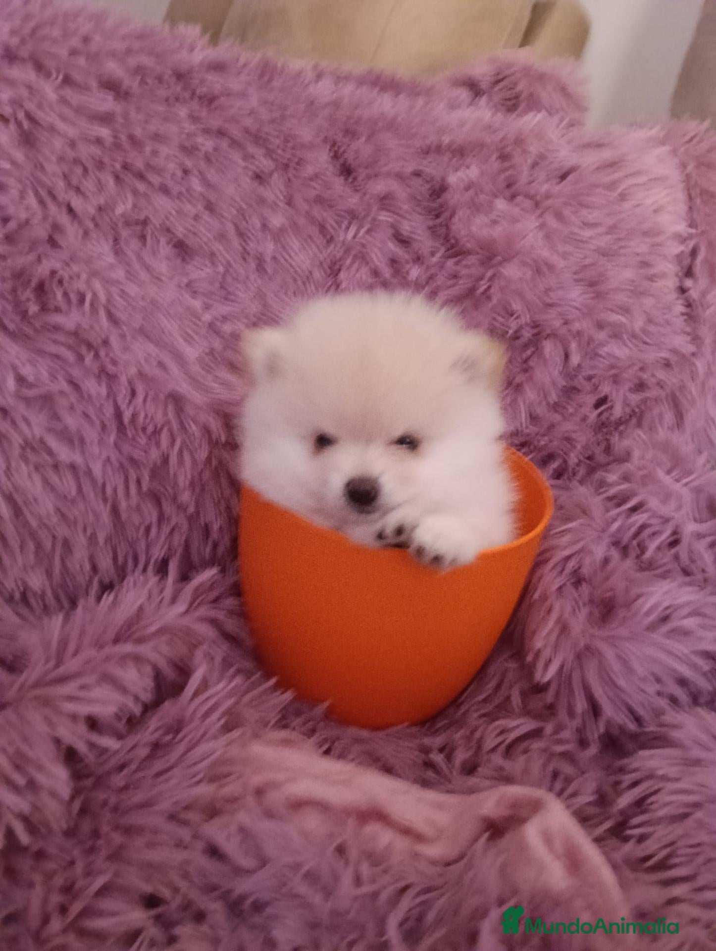 Pomerania perros Pomerania  - Anuncio 8