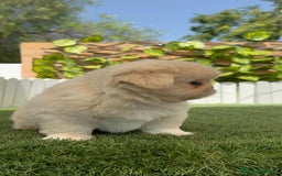 Pekinés perros en venta: PEKINES IMPERIAL HEMBRA 2 - Imagen 10