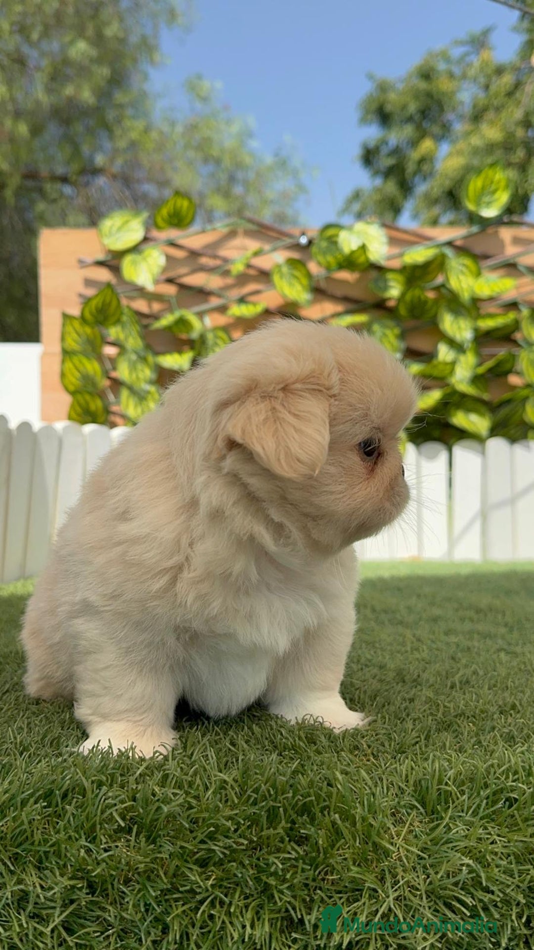Pekinés perros en venta: PEKINES IMPERIAL HEMBRA 2 - Imagen 10