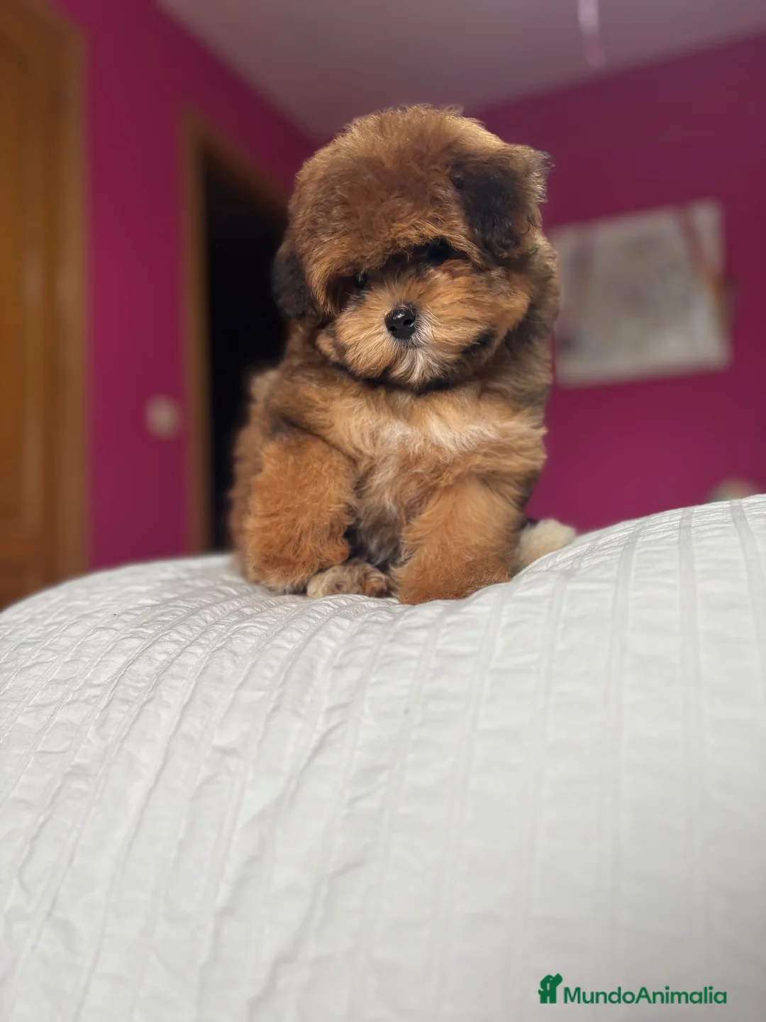 Maltipoo perros en venta: Maltipoo fotos actuales hembra toy!!! - Anuncio 2