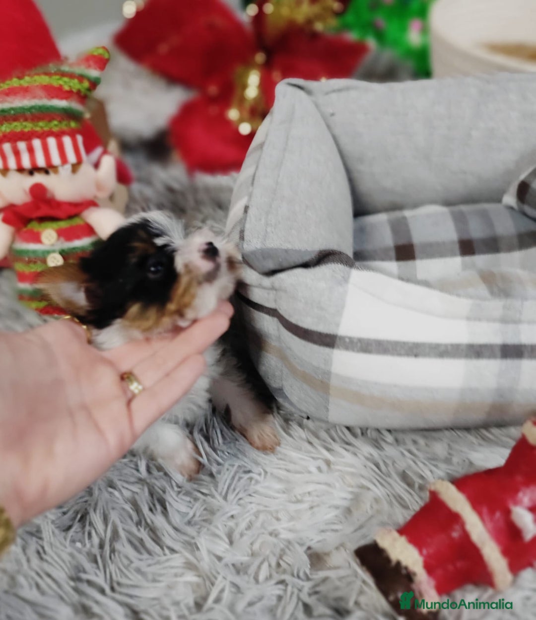 Biewer Yorkshire Terrier a la Pom Pon perros en venta: Yorkshire biewer toy  - Anuncio 9