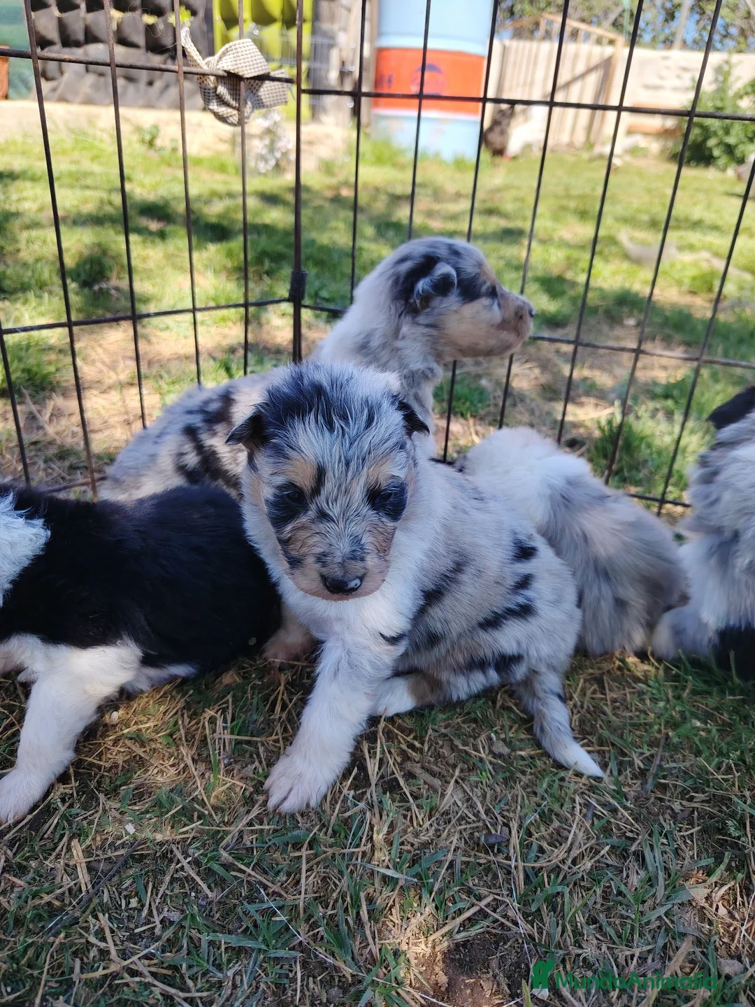Collie de Pelo Largo perros en venta: Cachorros rough collie - Anuncio 3