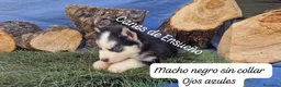 Husky Siberiano perros en venta: Husky siberianos - Anuncio 5