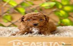 Caniche Toy perros en venta: Camada de Violet  - Imagen 2