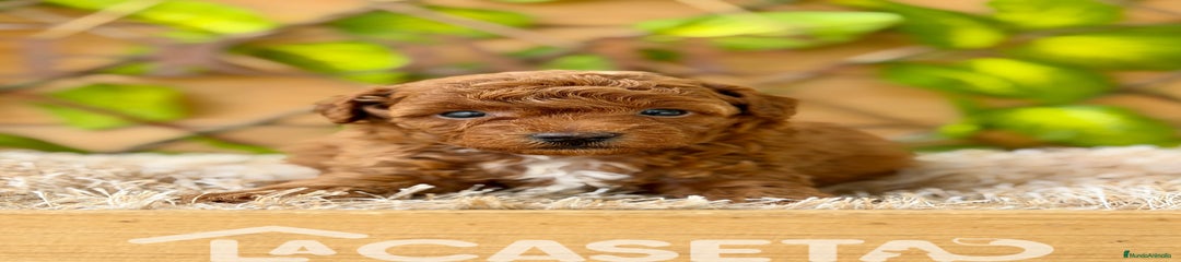 Caniche Toy Cachorro 8417