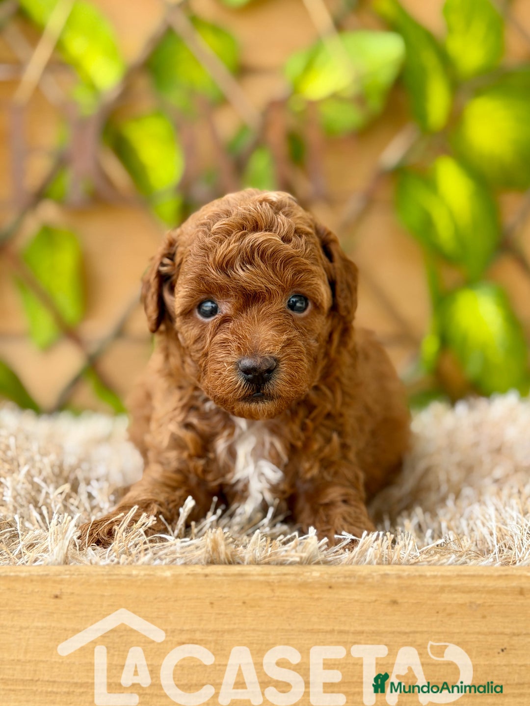 Caniche Toy perros en venta: Camada de Violet  - Imagen 2