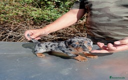 Teckel Miniatura perros en venta: Cachorros de teckel mini - Imagen 1