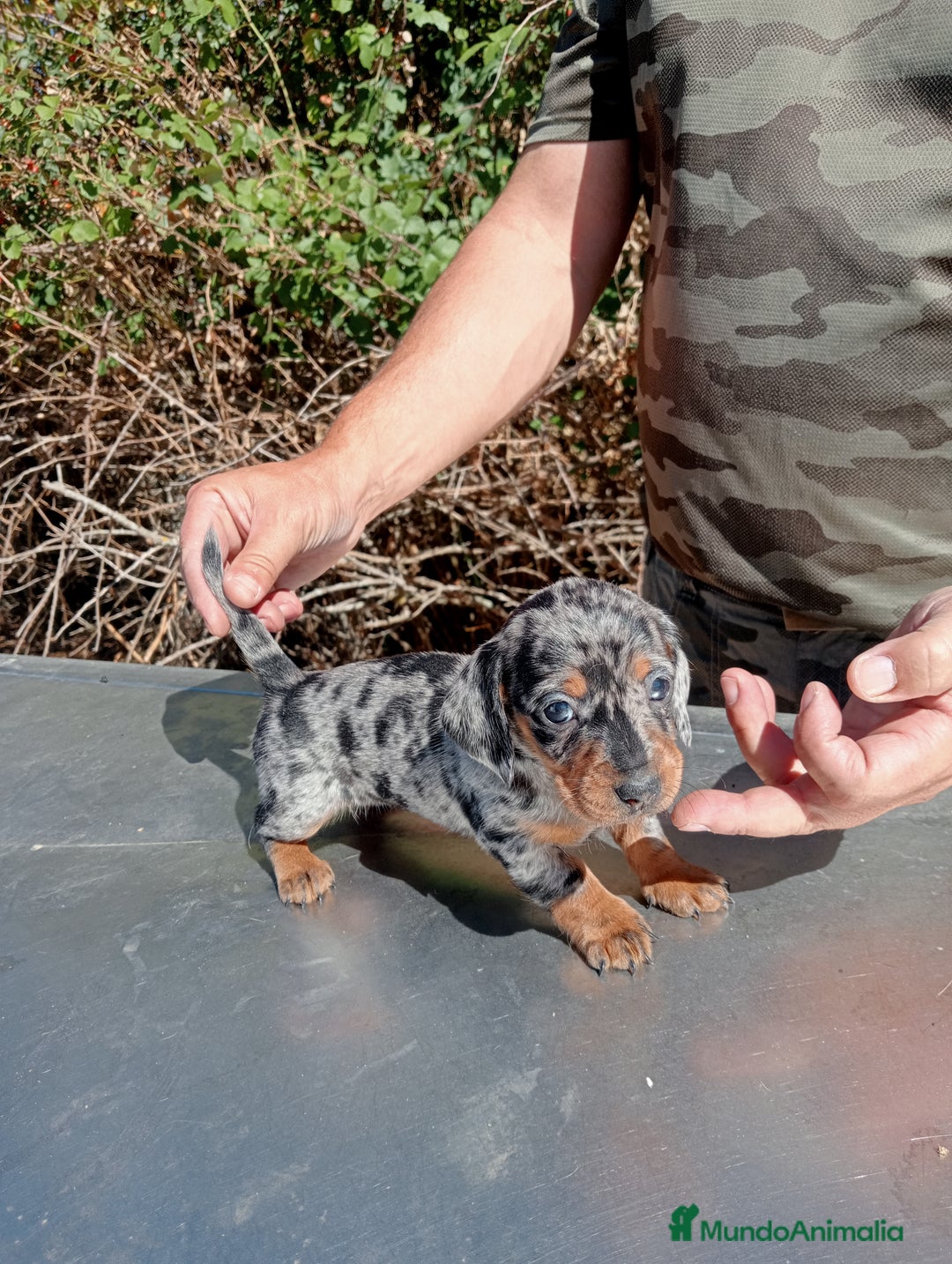 Teckel Miniatura perros en venta: Cachorros de teckel mini - Imagen 1