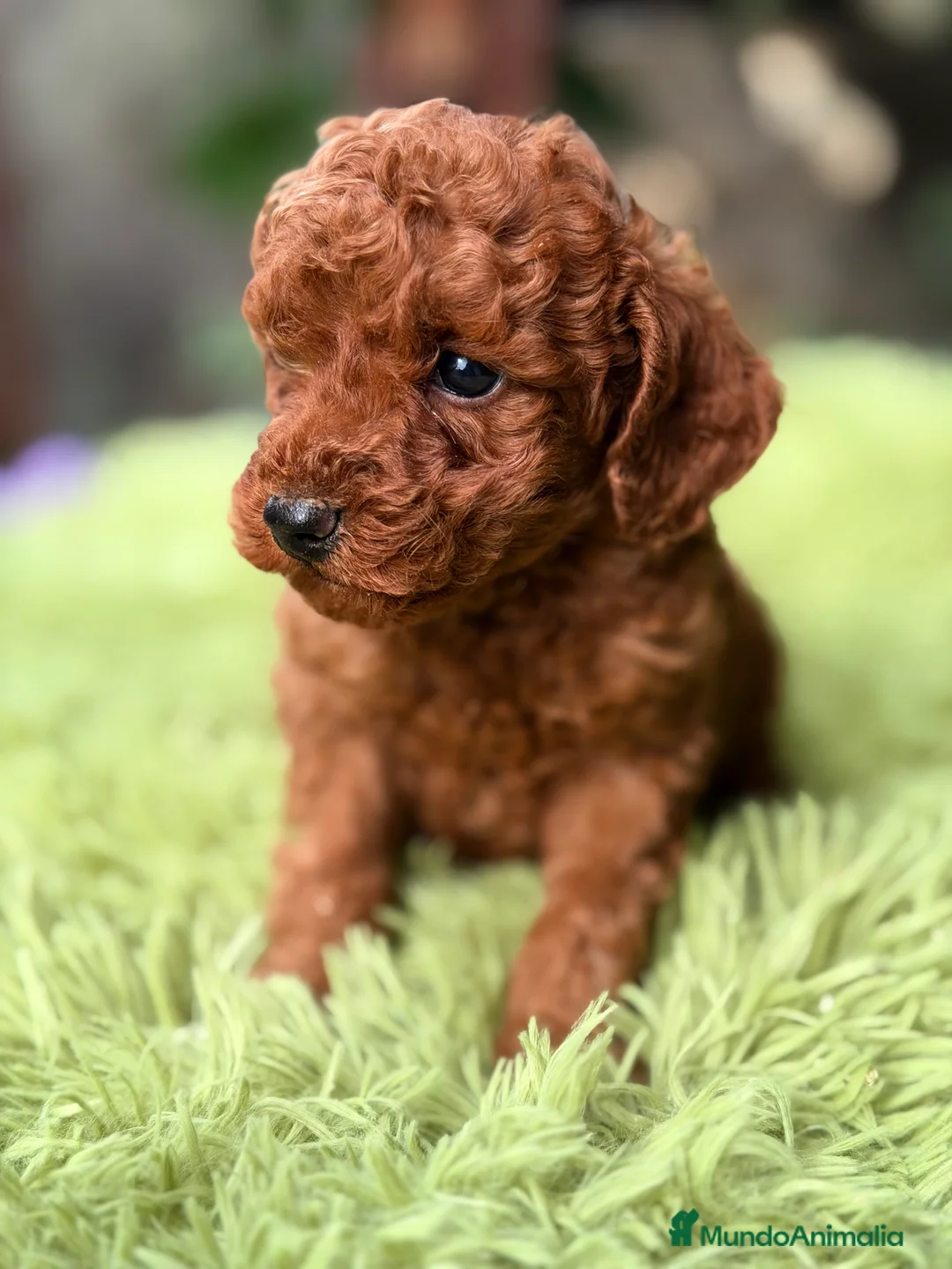 Raza Mixta perros en venta: Caniche mini rojo pimentón  - Anuncio 3