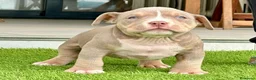 American Bully perros en venta: Camada American Bully - Anuncio 2