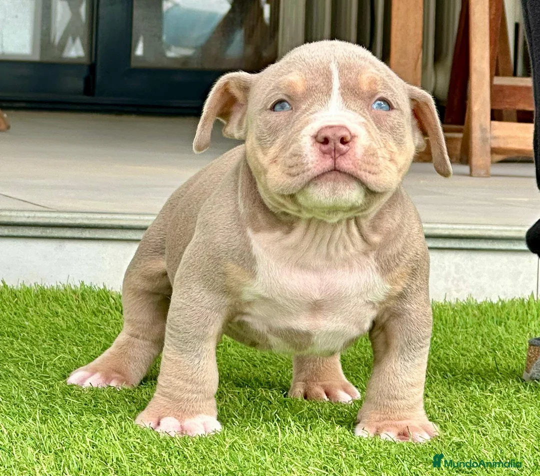American Bully perros en venta: Camada American Bully - Anuncio 2