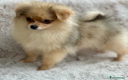 Pomerania perros en venta: POMERANIA TOY ECONÓMICO  - Anuncio 7