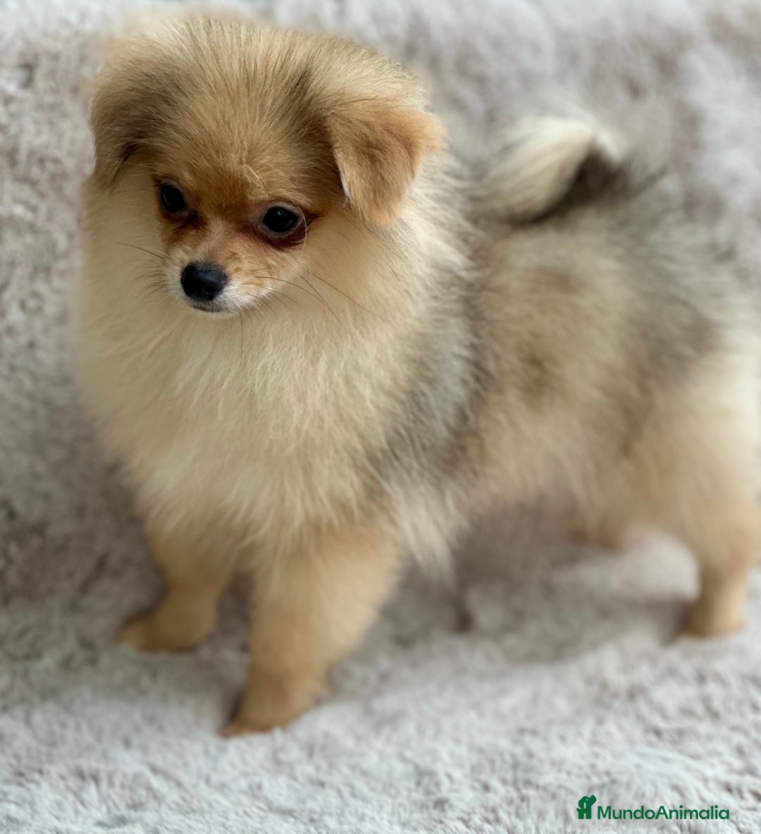 Pomerania perros en venta: POMERANIA TOY ECONÓMICO  - Anuncio 7