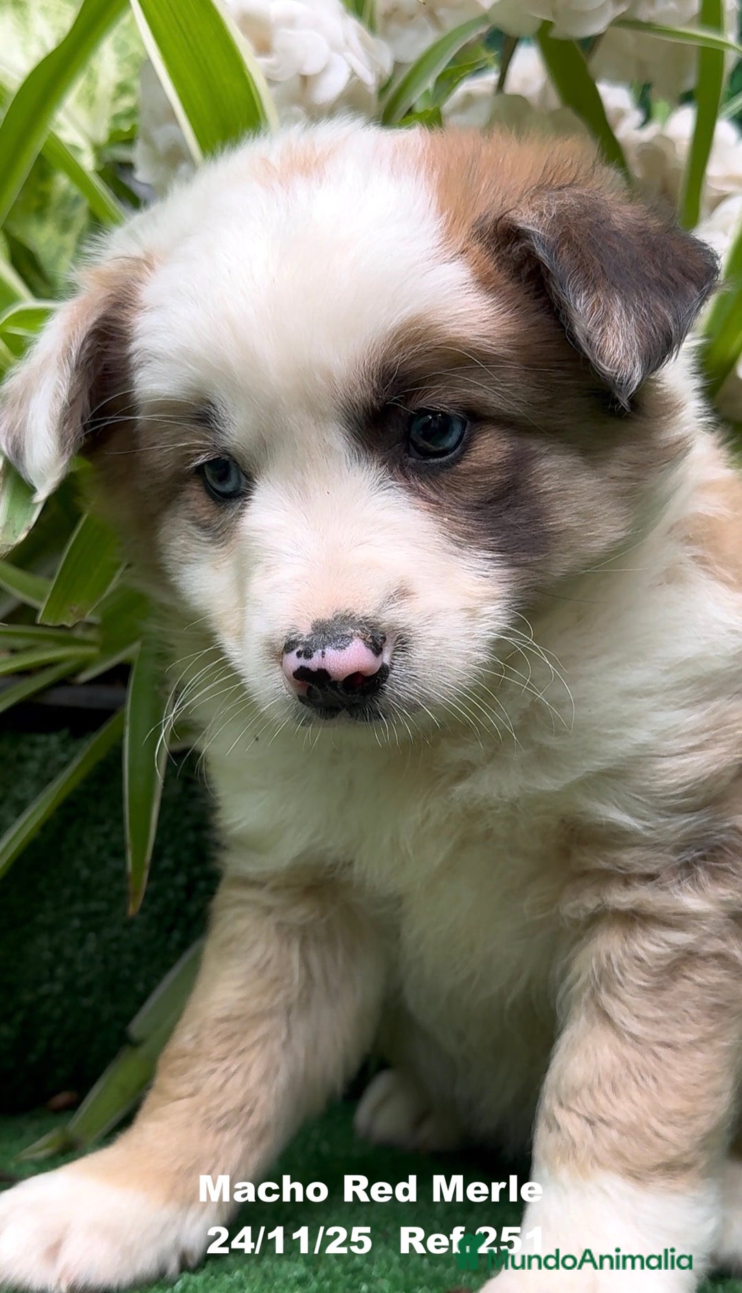 Border Collie perros en venta: BORDER COLLIE red merle - Anuncio 11