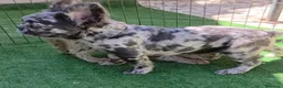 Bulldog Francés perros en venta: Bulldog francés  - Anuncio 7
