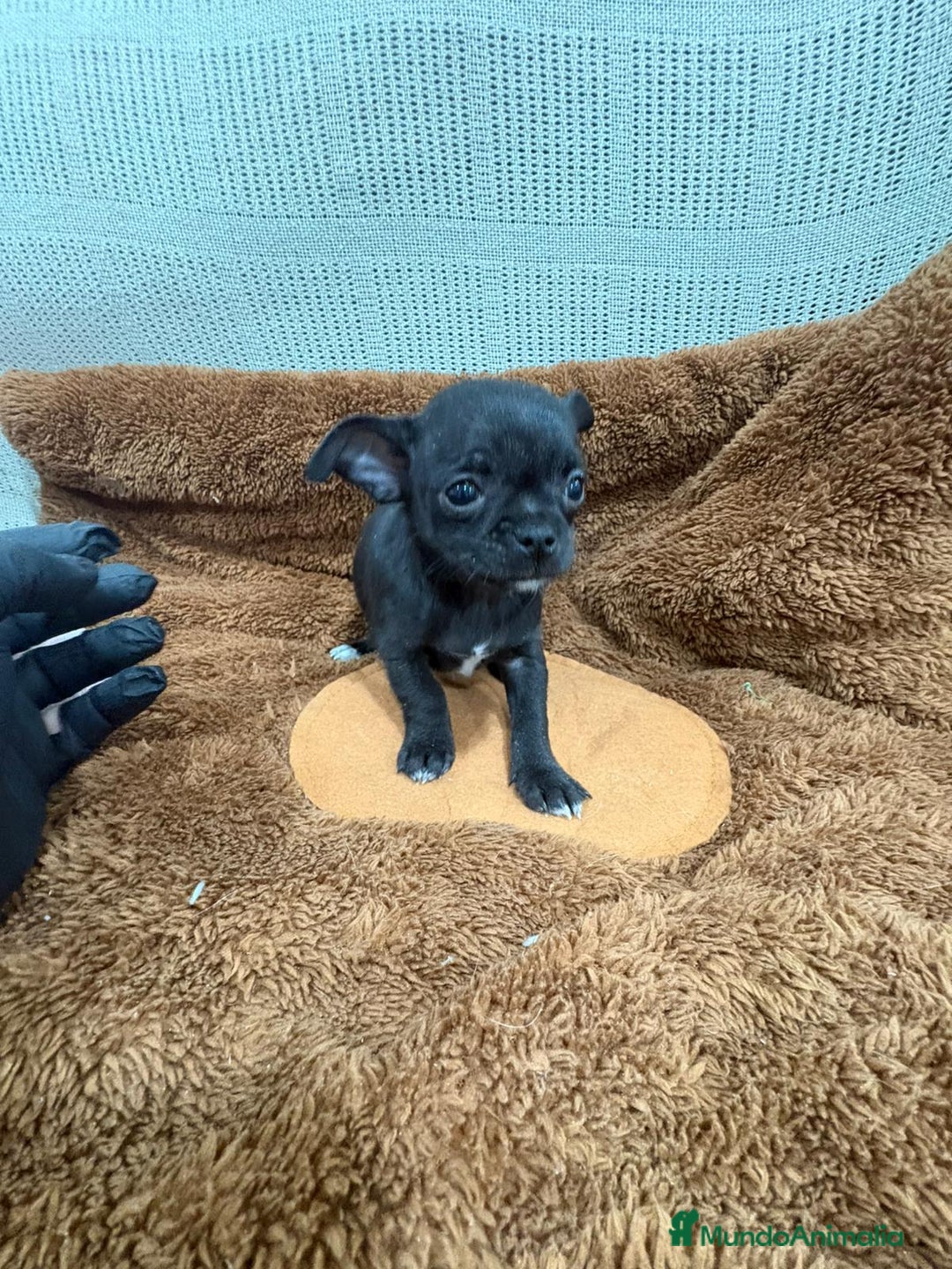Chihuahua perros en venta: Chihuahua toy negro - Anuncio 3