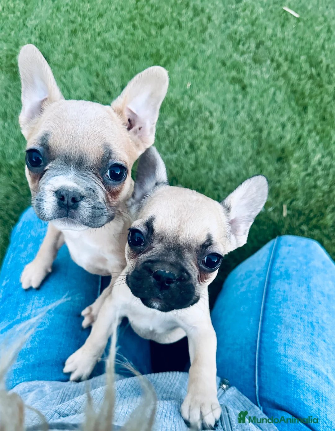 Bulldog Francés perros en venta: Cachorrito bulldog frances fawn - Anuncio 1