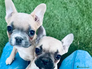 Bulldog Francés perros Cachorrito bulldog frances fawn - Anuncio 2
